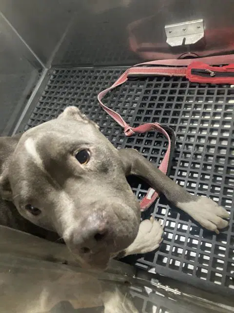 Tuck - Pit Bull Terrier