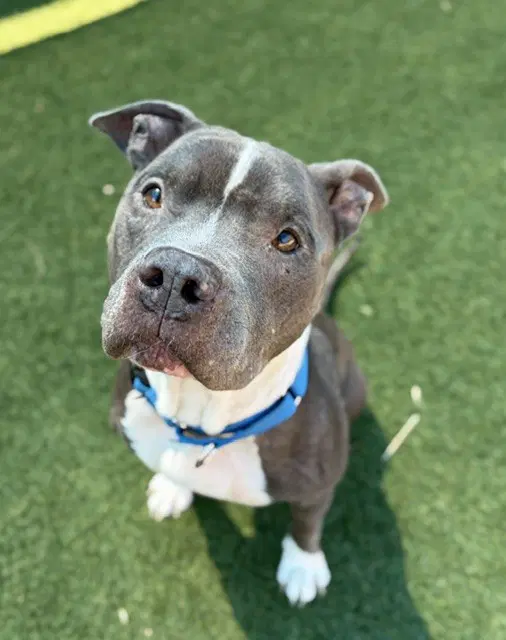 Tuck - Pit Bull Terrier