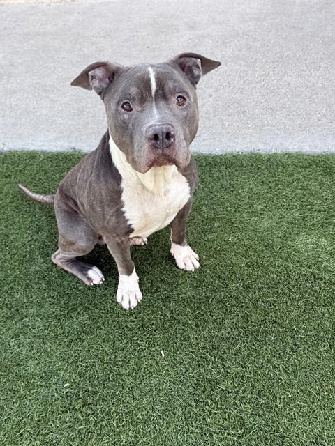 Tuck, Pit Bull Terrier (medium coat)