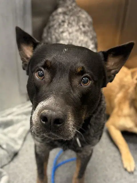 Tango - Australian Cattle Dog/Blue Heeler