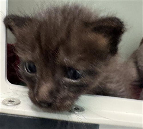 JASPER, a cat for adoption from Dallas Animal Services