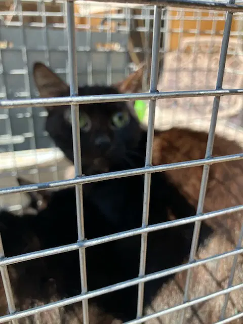 Mamaita - Domestic Short Hair
