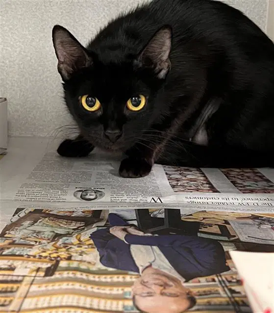 Mamaita - Domestic Short Hair