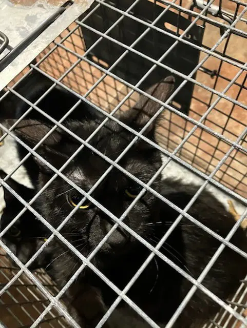 Mamaita - Domestic Short Hair