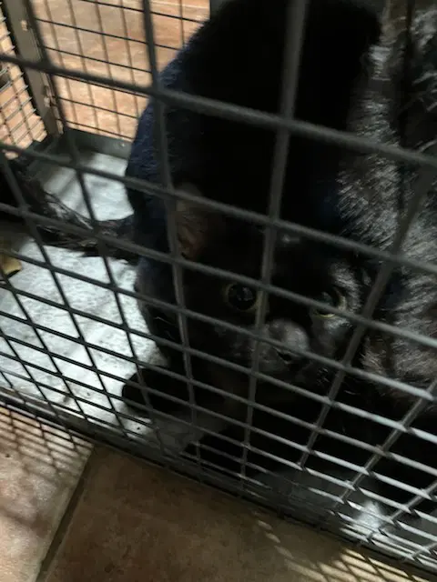 Mamaita - Domestic Short Hair