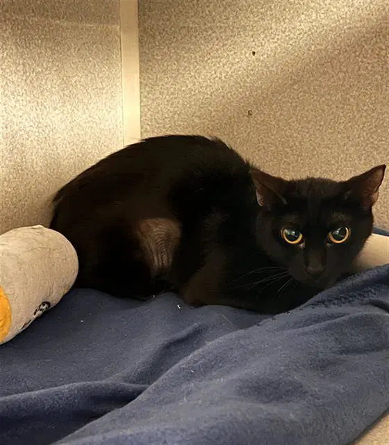 Mamaita - Domestic Short Hair