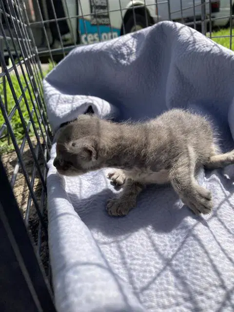Steve - Domestic Short Hair