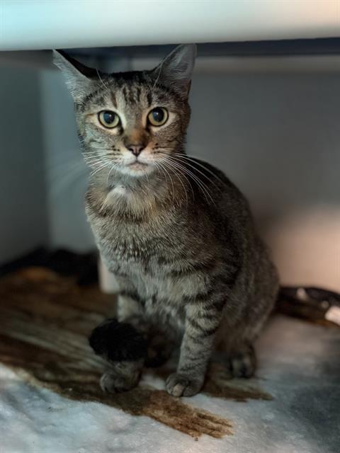 RAINBOW, a cat for adoption from Dallas Animal Services