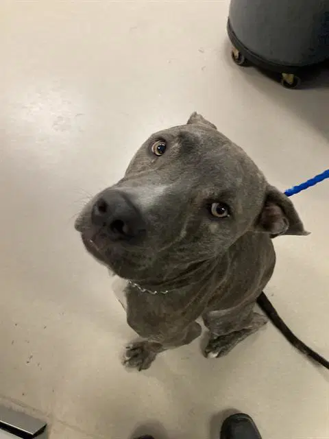 Stacks - Pit Bull Terrier