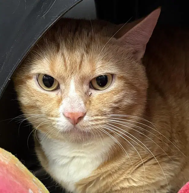 Tom - Domestic Short Hair