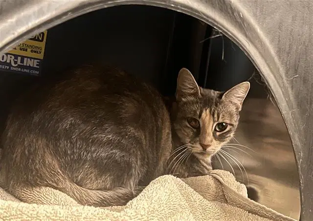 Paola - Domestic Medium Hair