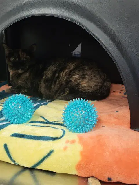 Lil Baby - Domestic Short Hair