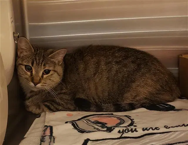 Clarice - Domestic Short Hair