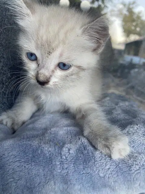 Snow Ball - Domestic Short Hair