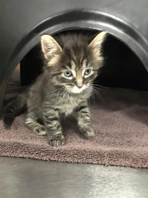 Simon - Domestic Short Hair