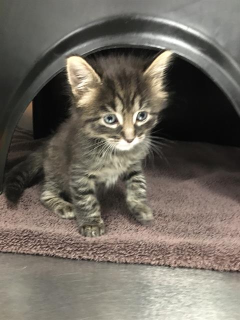 Simon