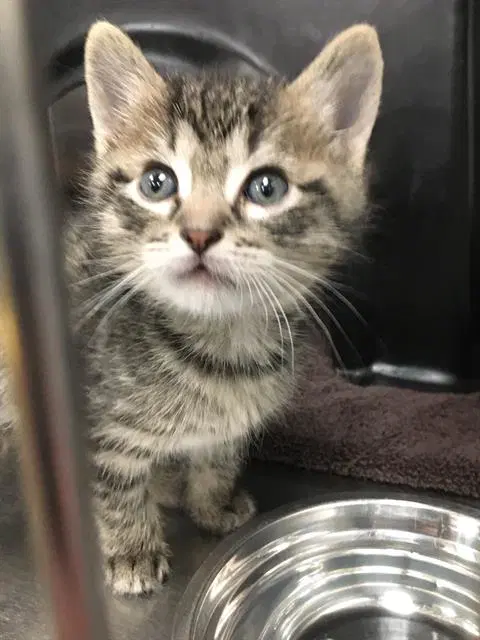 Sam - Domestic Short Hair