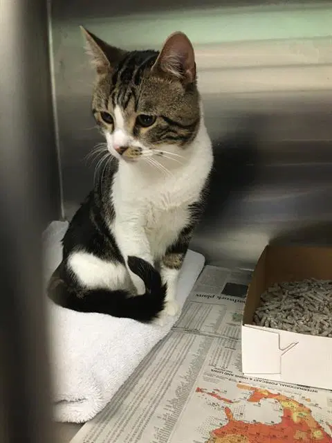 Charles - Domestic Short Hair
