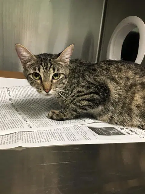 Bella - Domestic Short Hair
