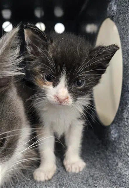 Opal - Domestic Medium Hair