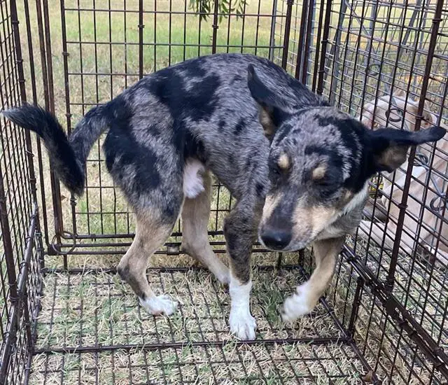 Ozzie - Australian Cattle Dog/Blue Heeler