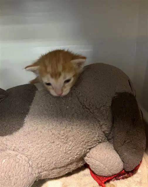 Citrus - Domestic Short Hair