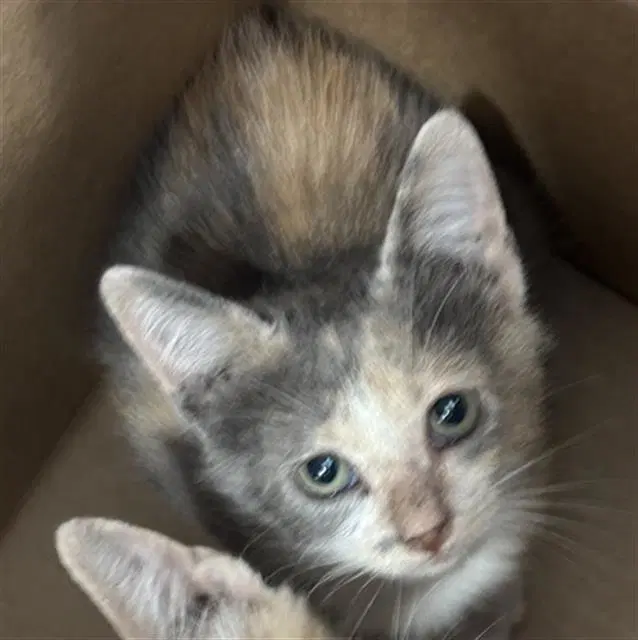 Mini - Domestic Short Hair