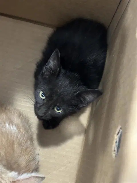 Shadow - Domestic Short Hair