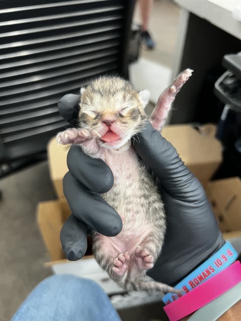 Finn