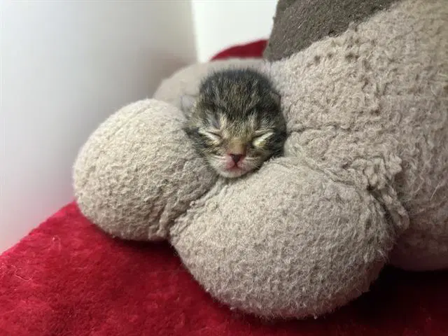Flora - Domestic Medium Hair