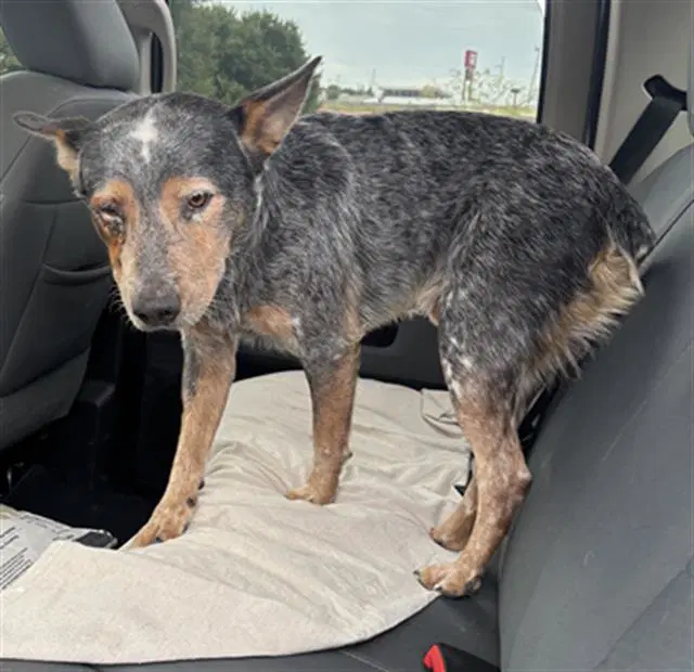Max - Australian Cattle Dog/Blue Heeler
