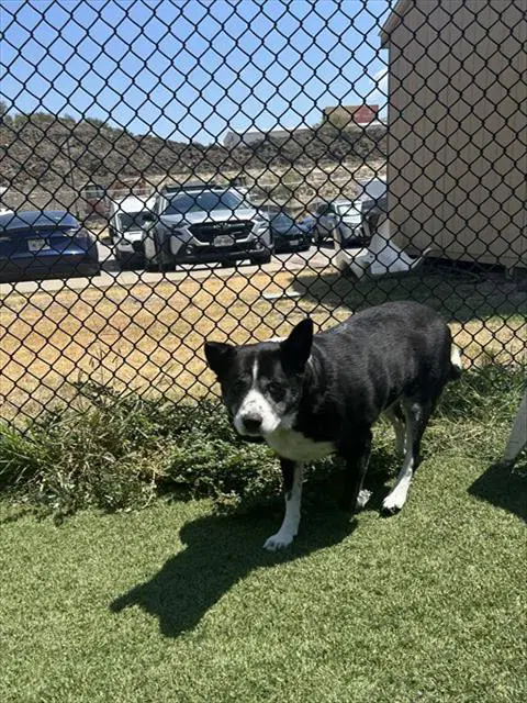 Milly - Border Collie