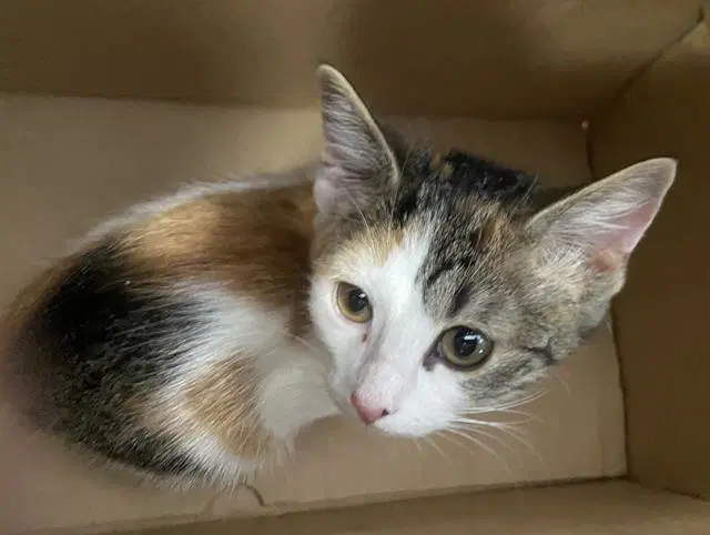 Jerica - Domestic Short Hair