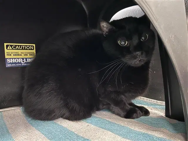 Frank - Domestic Short Hair