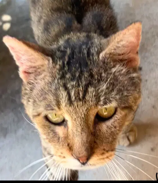 Chedar - Domestic Short Hair