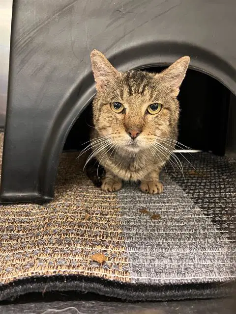 Chedar - Domestic Short Hair