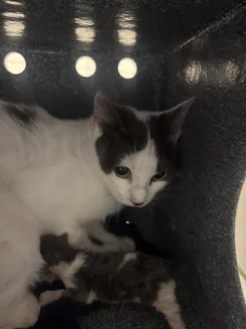 Nina - Domestic Short Hair