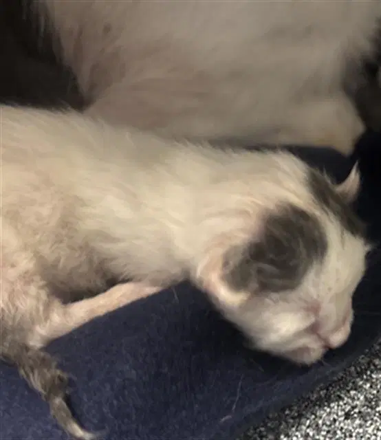 Nimbus - Domestic Short Hair