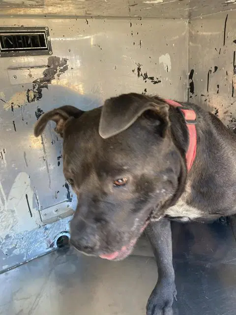 Buster - Pit Bull Terrier