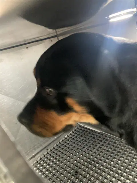 Dakota - Rottweiler