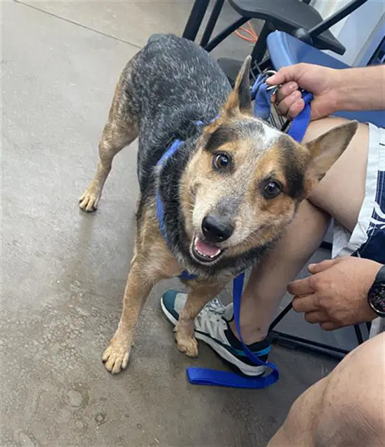 Cobi - Australian Cattle Dog/Blue Heeler