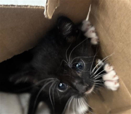 HUNTER, a cat for adoption from Dallas Animal Services
