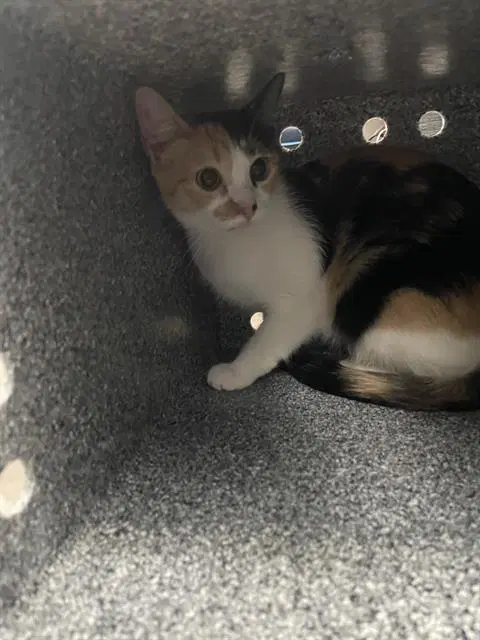 Ivy - Domestic Short Hair