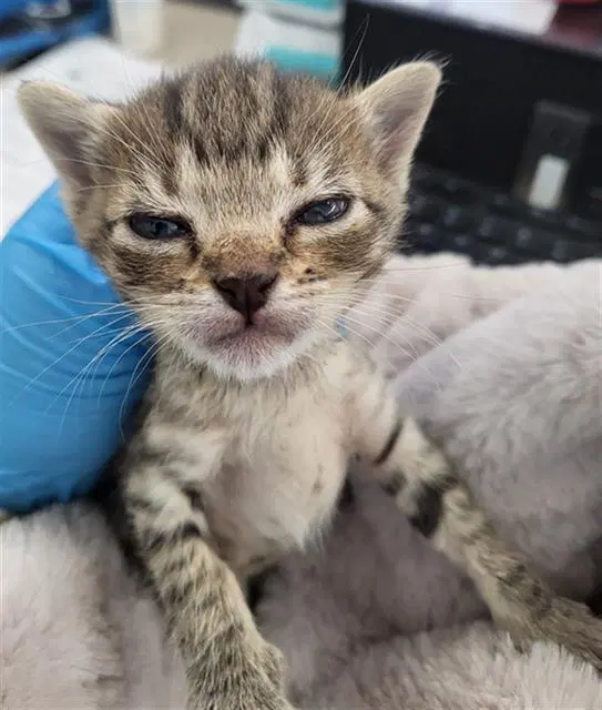 Catalina - Domestic Medium Hair