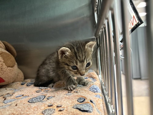 CATALINA, a cat for adoption from Dallas Animal Services