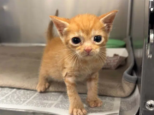 Fonzie - Domestic Short Hair