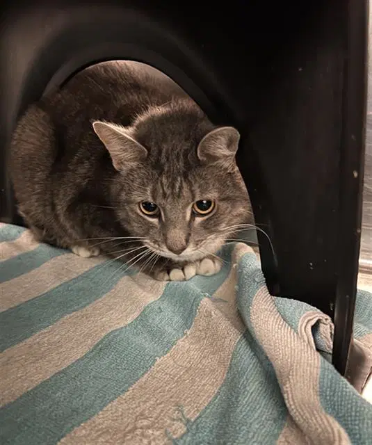 Moose - Domestic Medium Hair