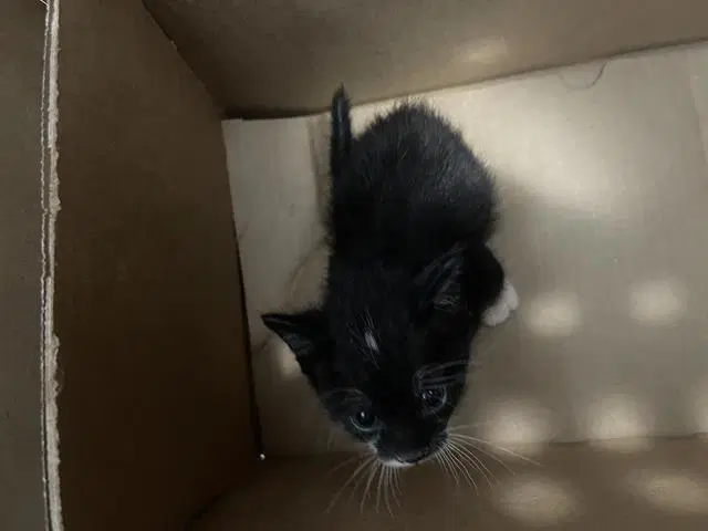 Bubba - Domestic Short Hair