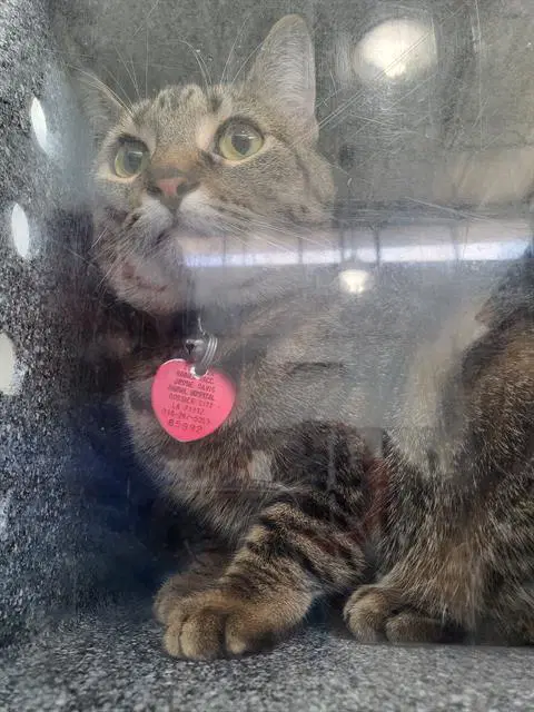 Greedy - Domestic Short Hair