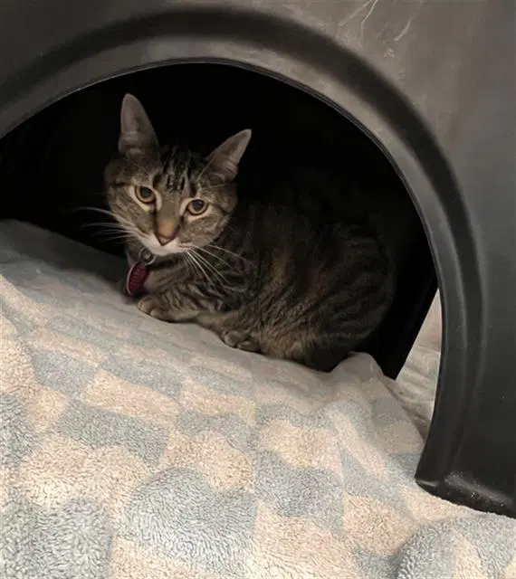 Greedy - Domestic Short Hair